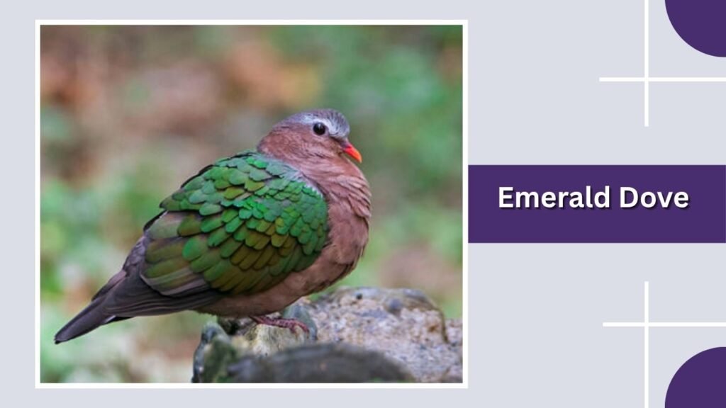 Emerald Dove