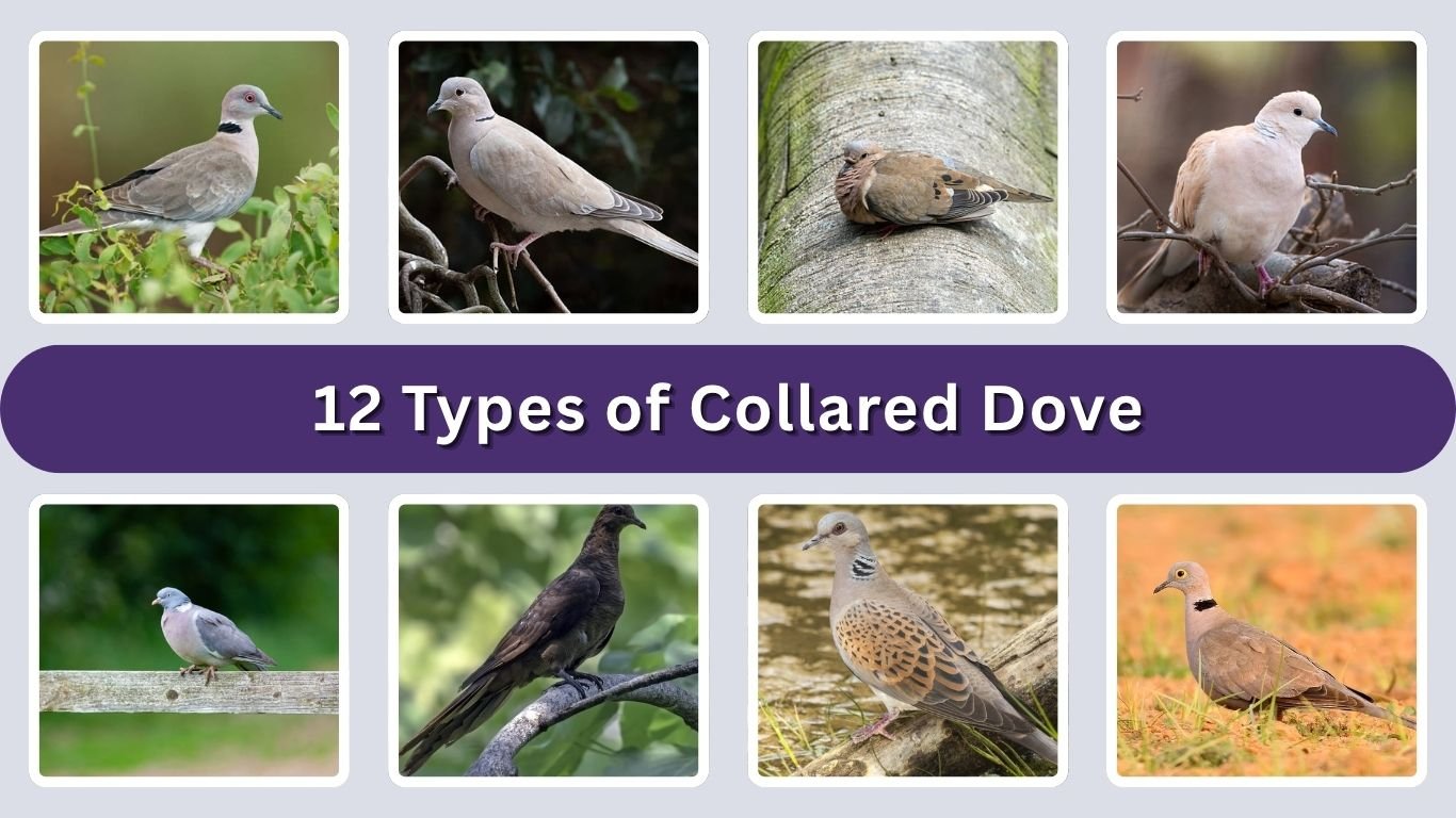 12 Types of Collared Dove: Identification with Pictures