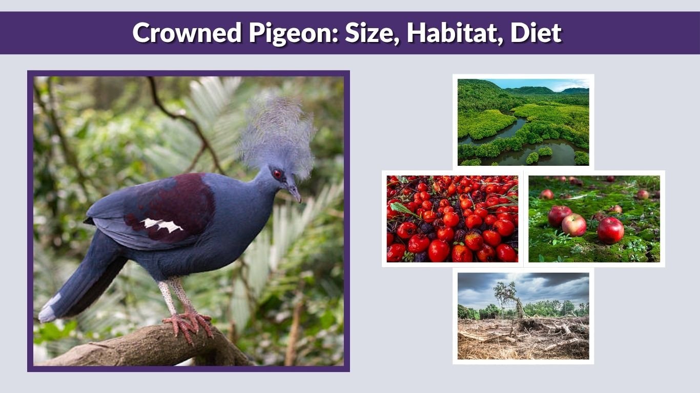 Crowned Pigeon: Size, Habitat, Diet and Unique Features