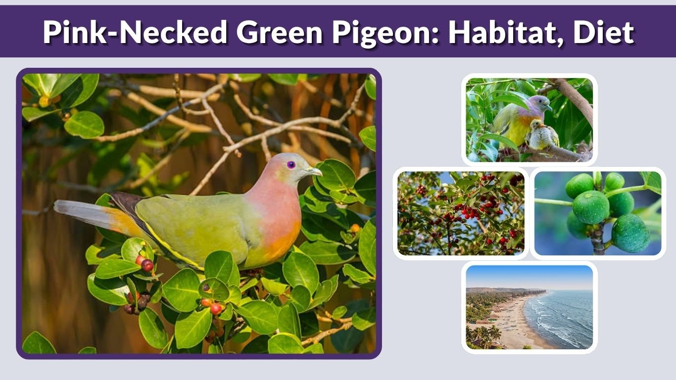 Pink-Necked Green Pigeon: Habitat, Diet, Facts Guide