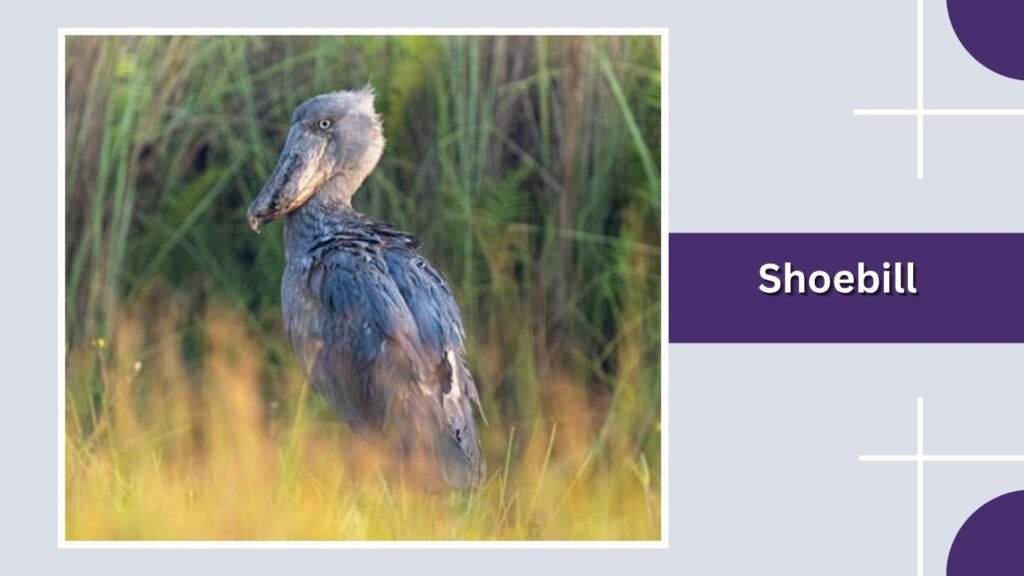  Shoebill