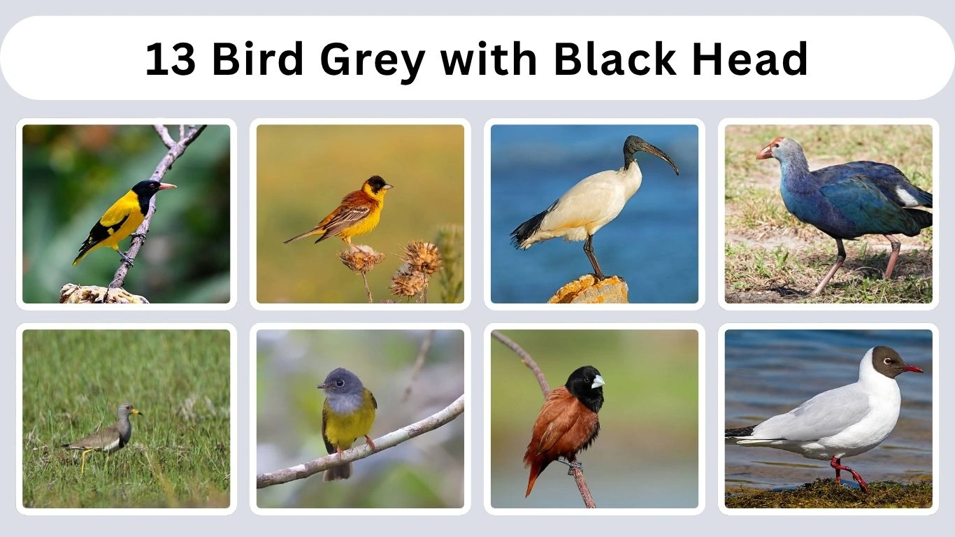 13 Bird Grey with Black Head: Identification with Pictures