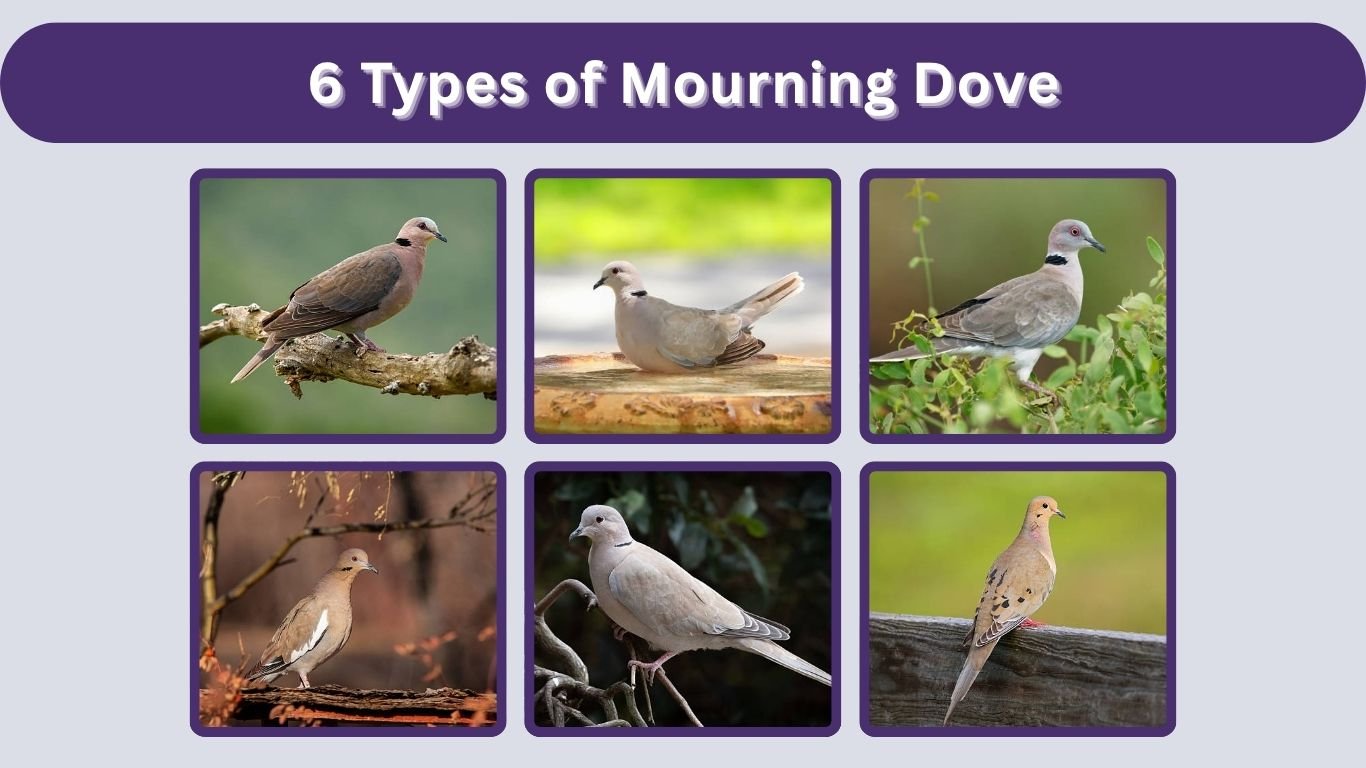 6 Types of Mourning Dove:  Subspecies Identification with Pictures