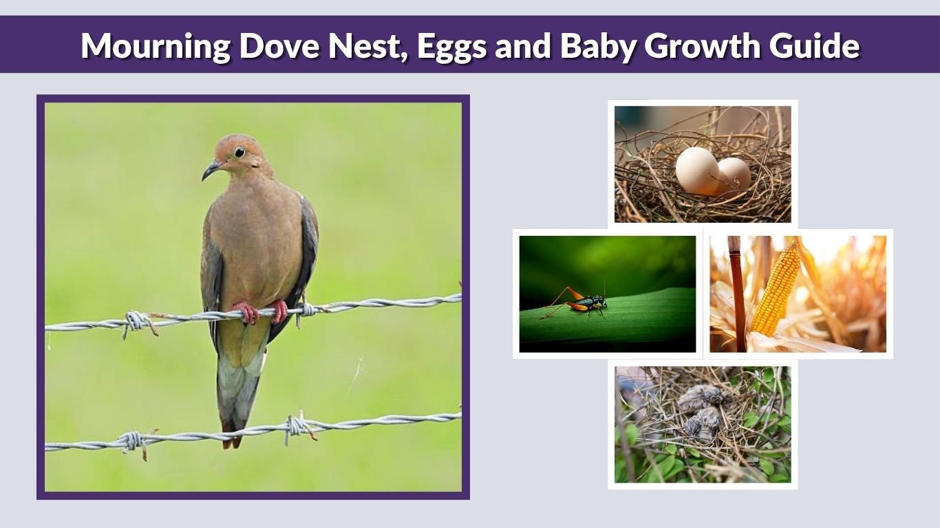 Mourning Dove Nest, Eggs and Baby Growth Guide
