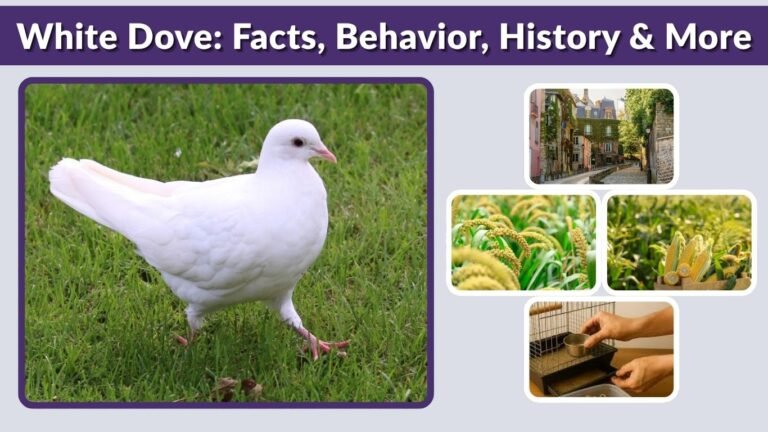White Dove: Facts, Behavior, History &amp; More (With Pictures)