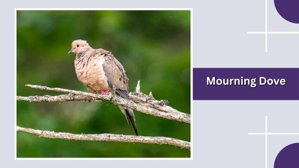 Mourning Dove