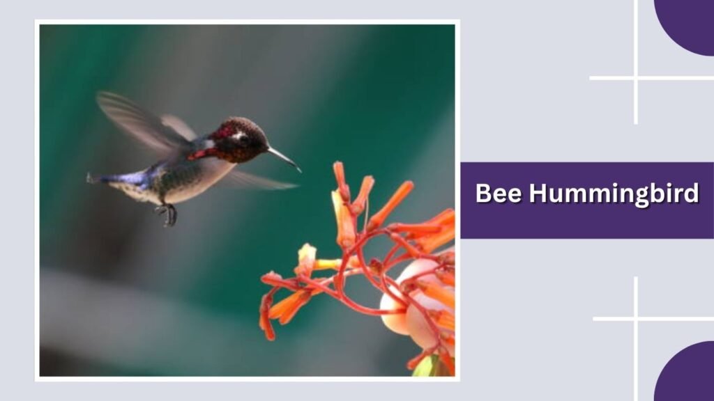 Bee Hummingbird