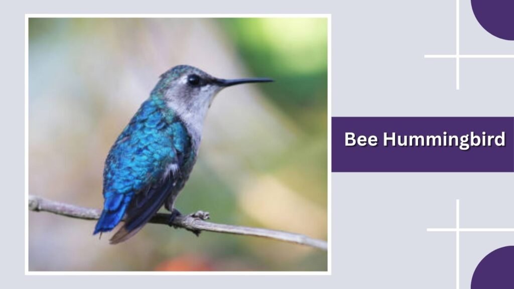 Bee Hummingbird