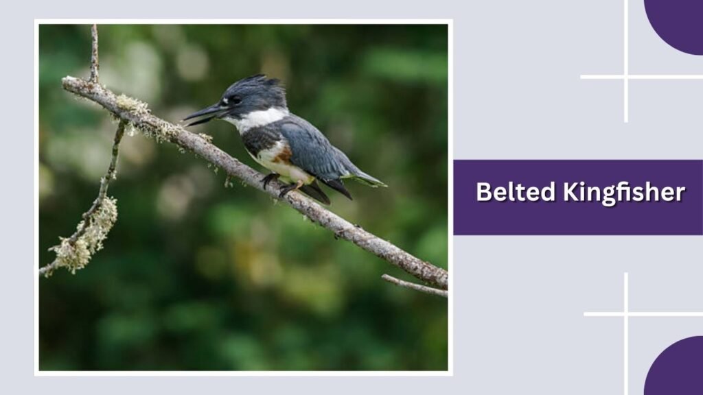  Belted Kingfisher