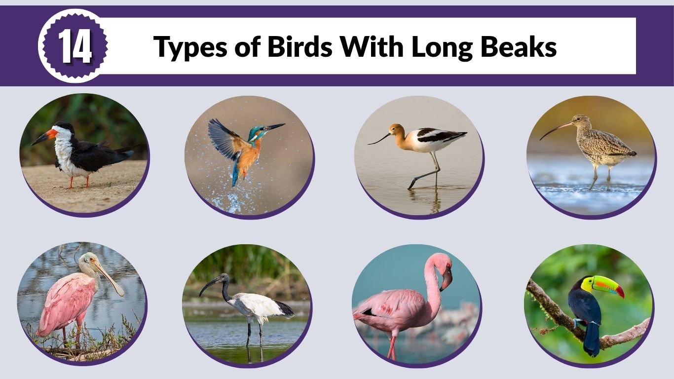14 Types of Birds With Long Beaks: Identification with Pictures 