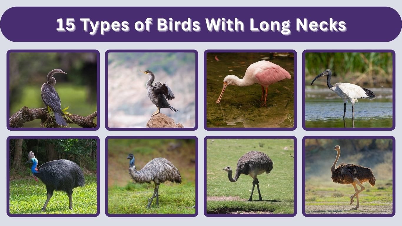 15 Types of Birds With Long Necks: Identification with Pictures 
