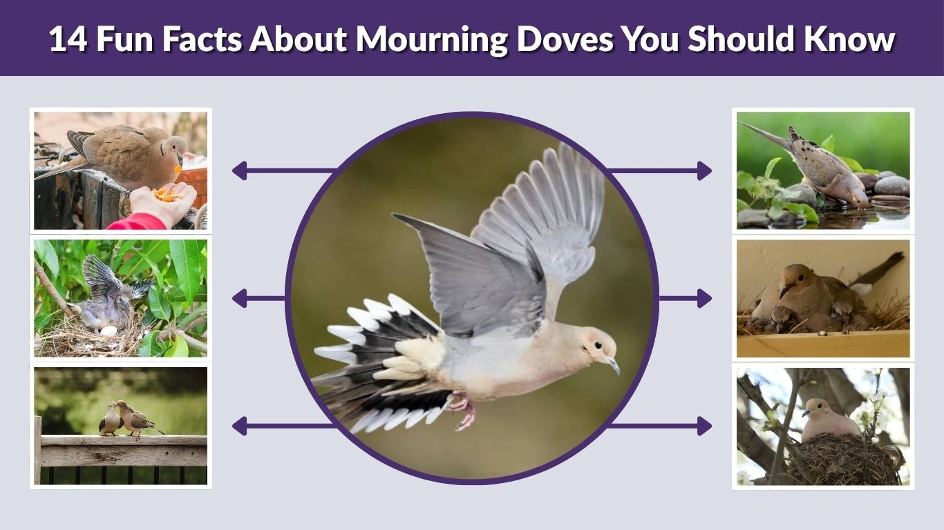 14 Fun Facts About Mourning Doves You Should Know