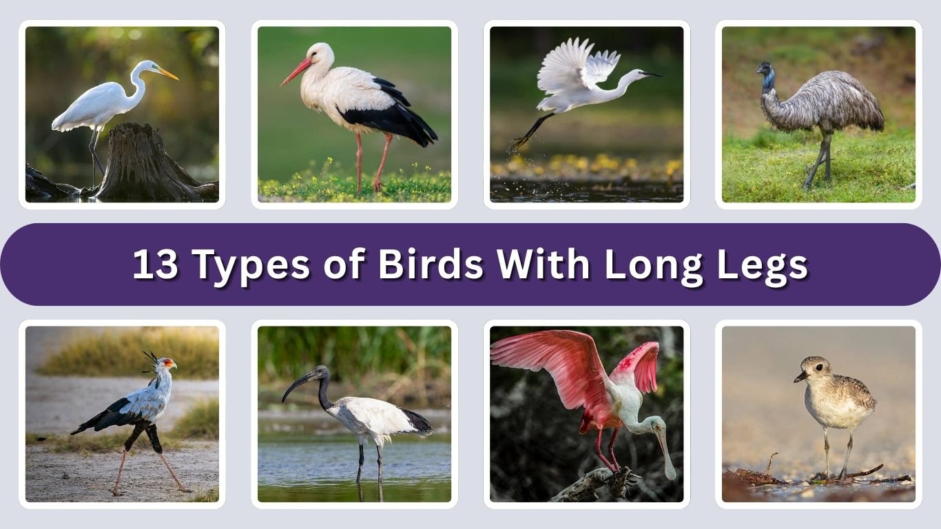 13 Types of Birds With Long Legs: Identification with Pictures