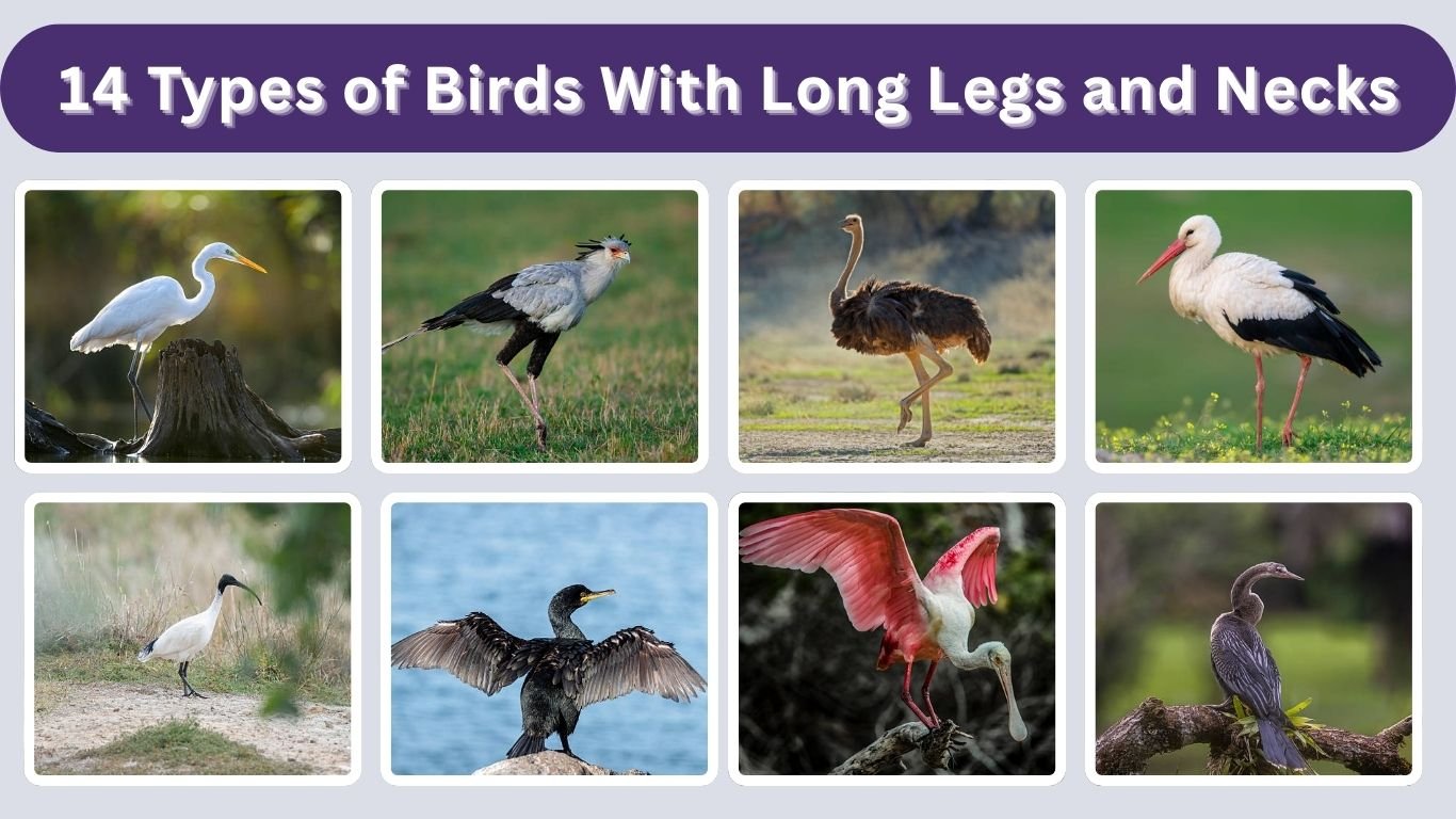 14 Types of Birds With Long Legs and Necks
