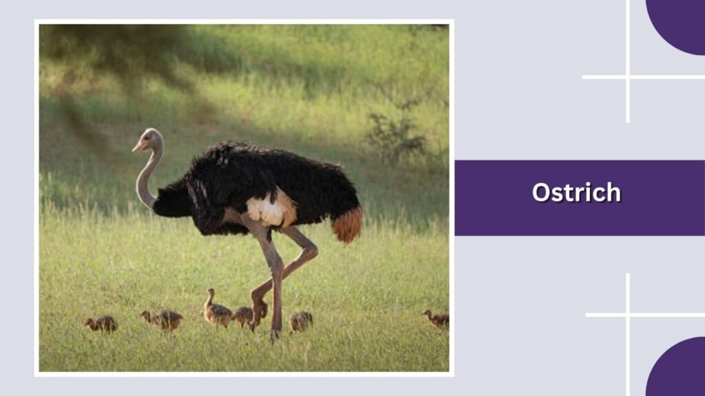 Ostrich