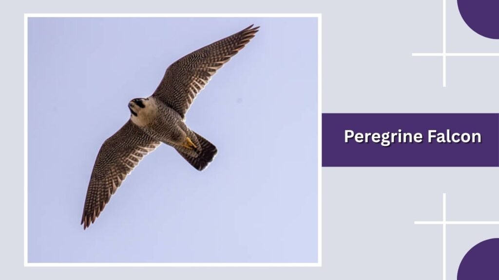 Peregrine Falcon