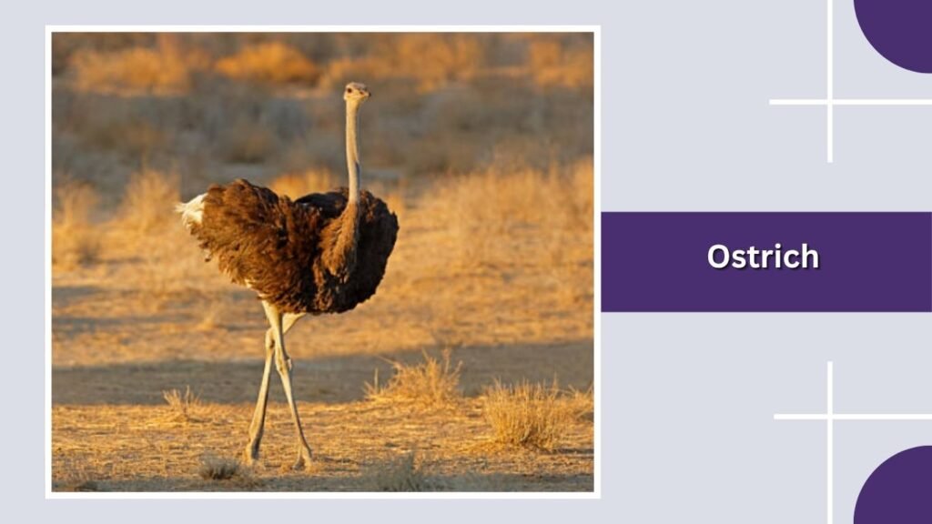 Ostrich