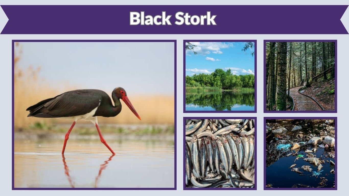 Black Stork Habitat, Diet, Behavior, and Key Facts