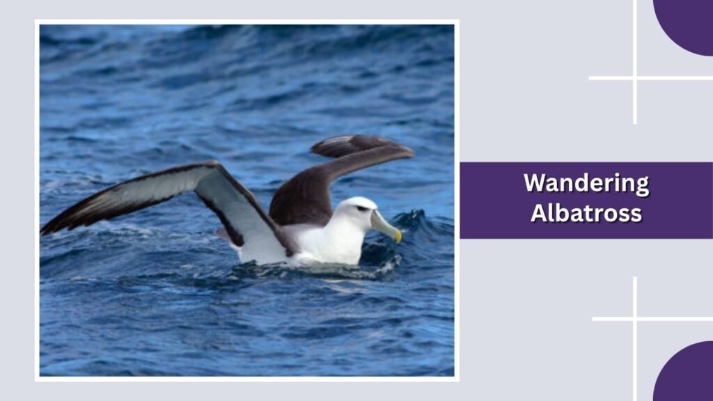  Wandering Albatross