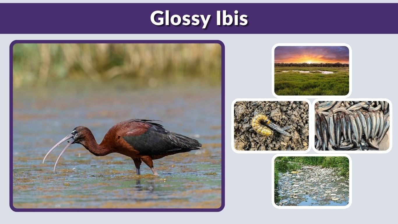 Glossy Ibis: Habitat, Diet and Fascinating Facts