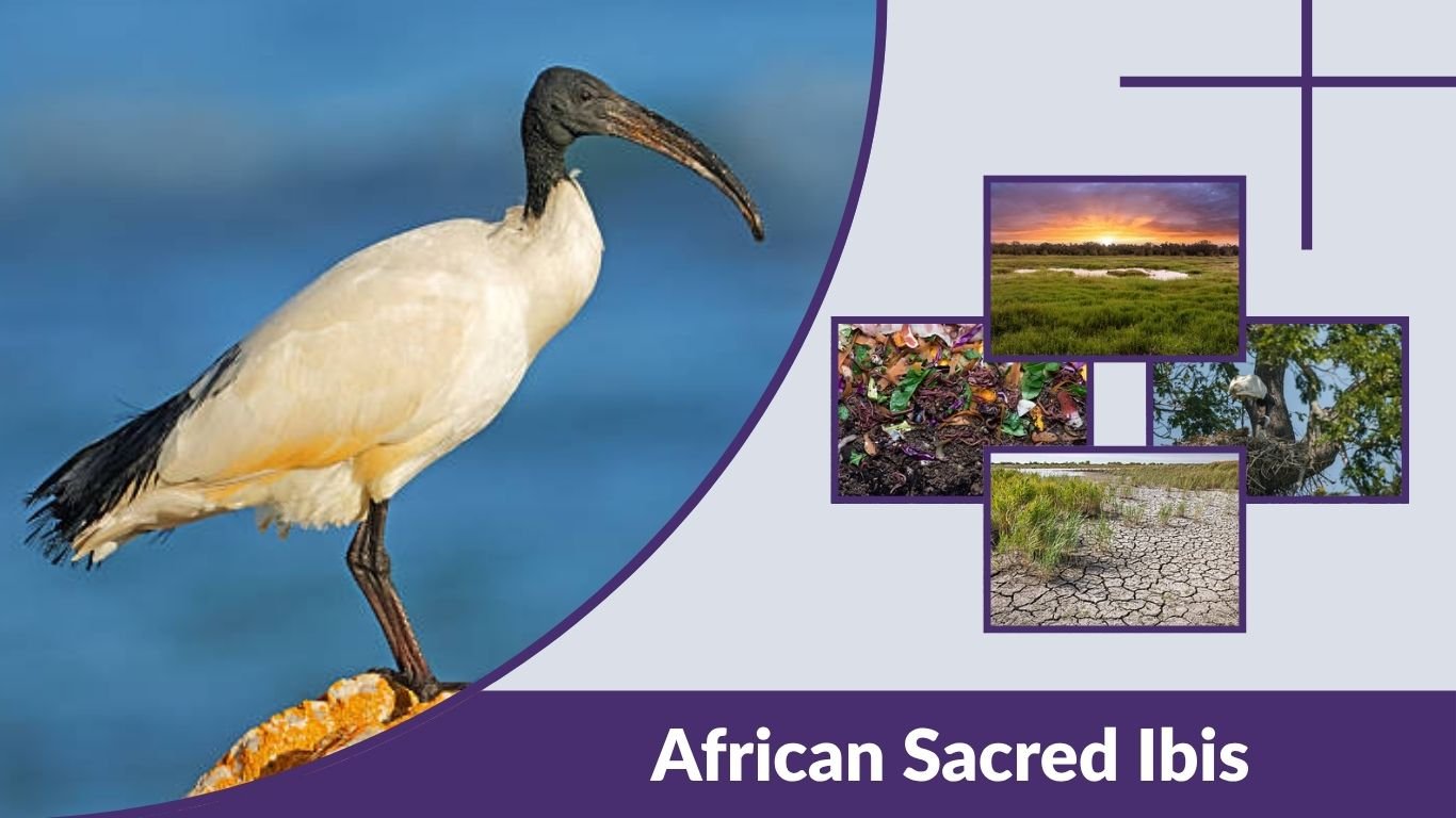 African Sacred Ibis: Habitat, Diet and Key Facts