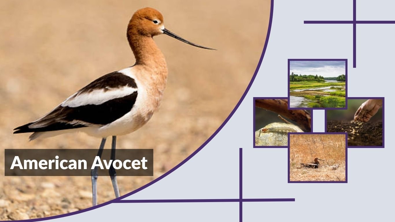 American Avocet: Habitat, Diet, Range and Key Facts