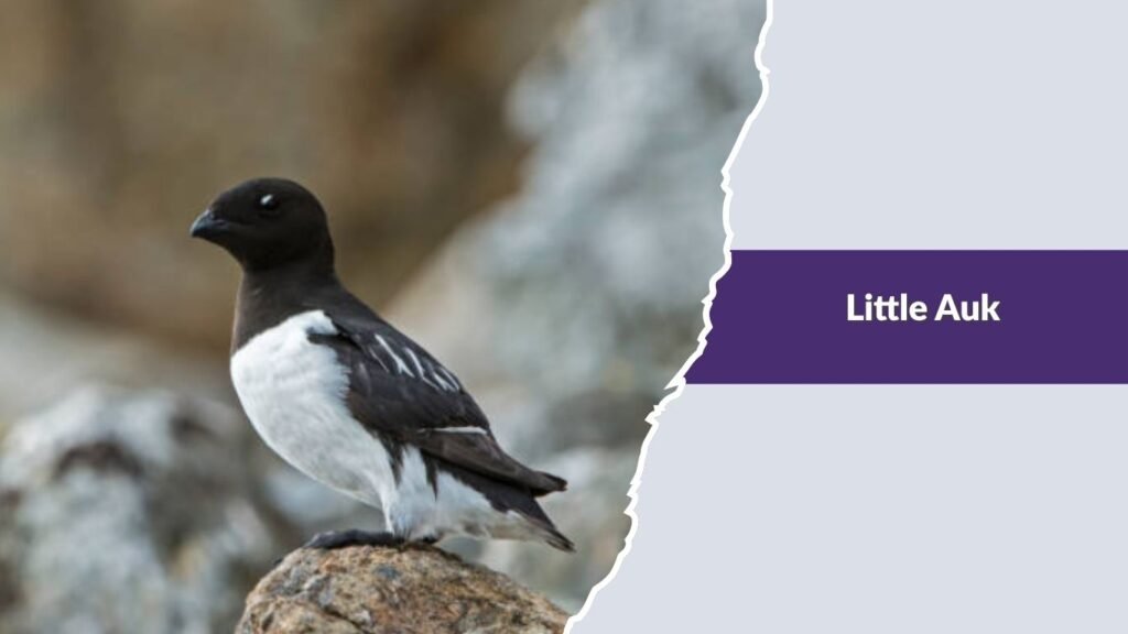  Little Auk
