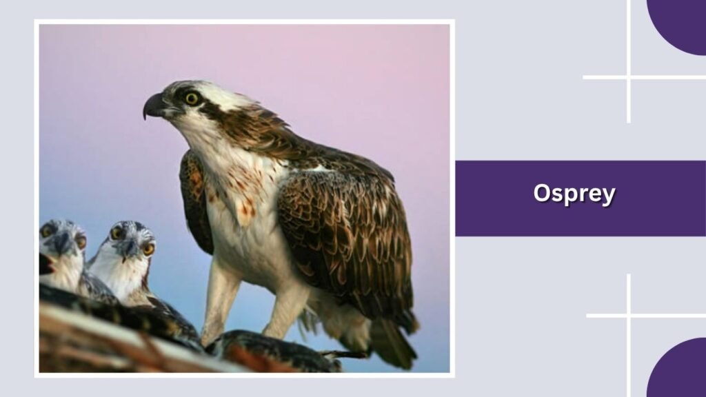  Osprey