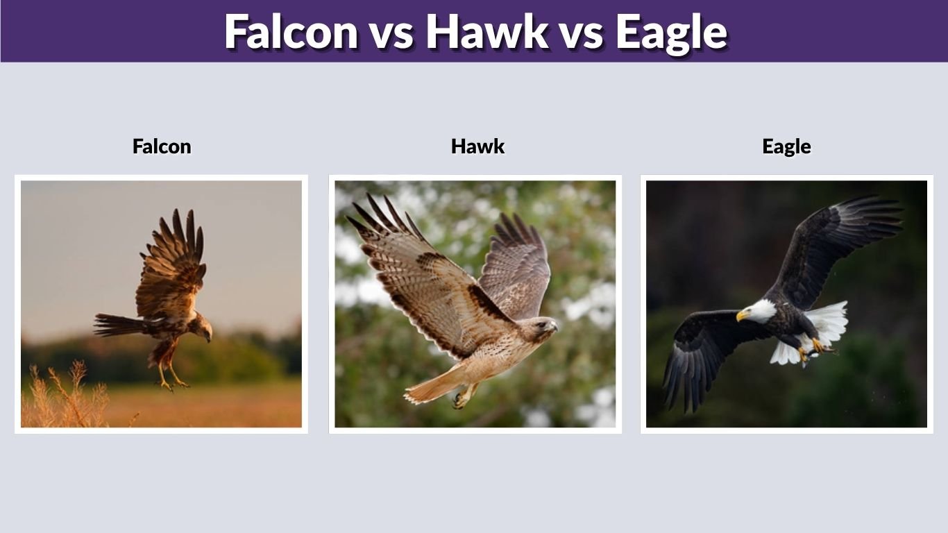 Falcon vs Hawk vs Eagle: Key Differences, Size, Wings & Identification Guide