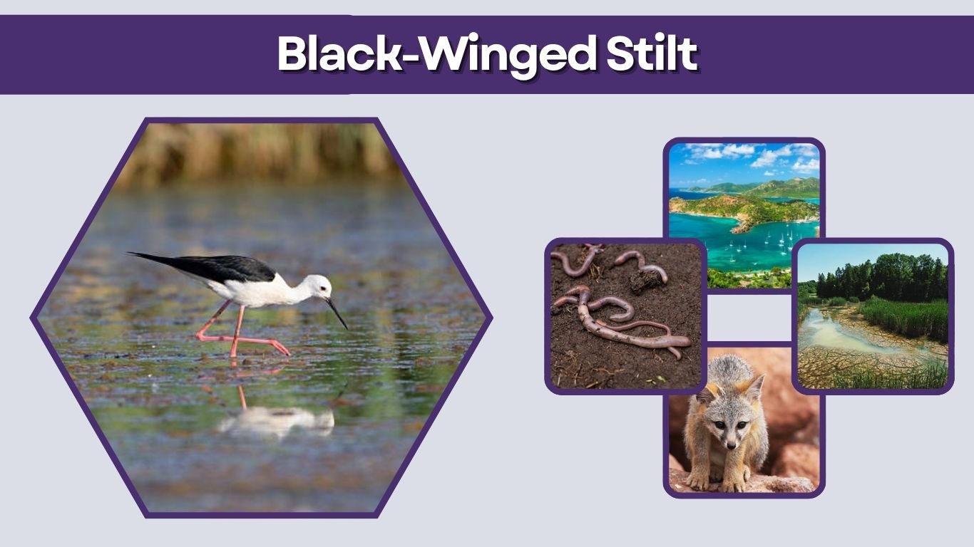 Black-Winged Stilt: Facts, Diet, Habitat & Pictures