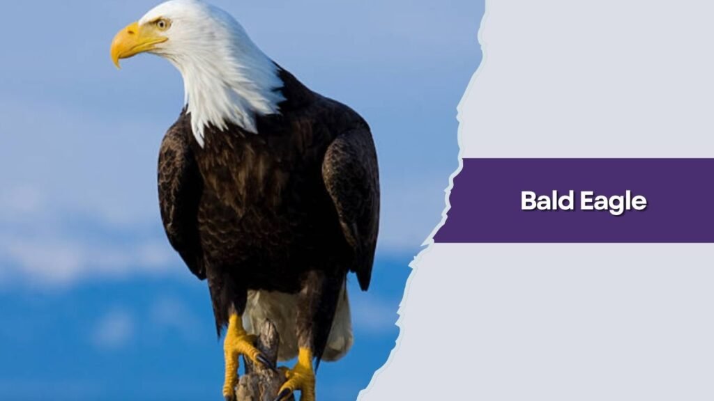  Bald Eagle