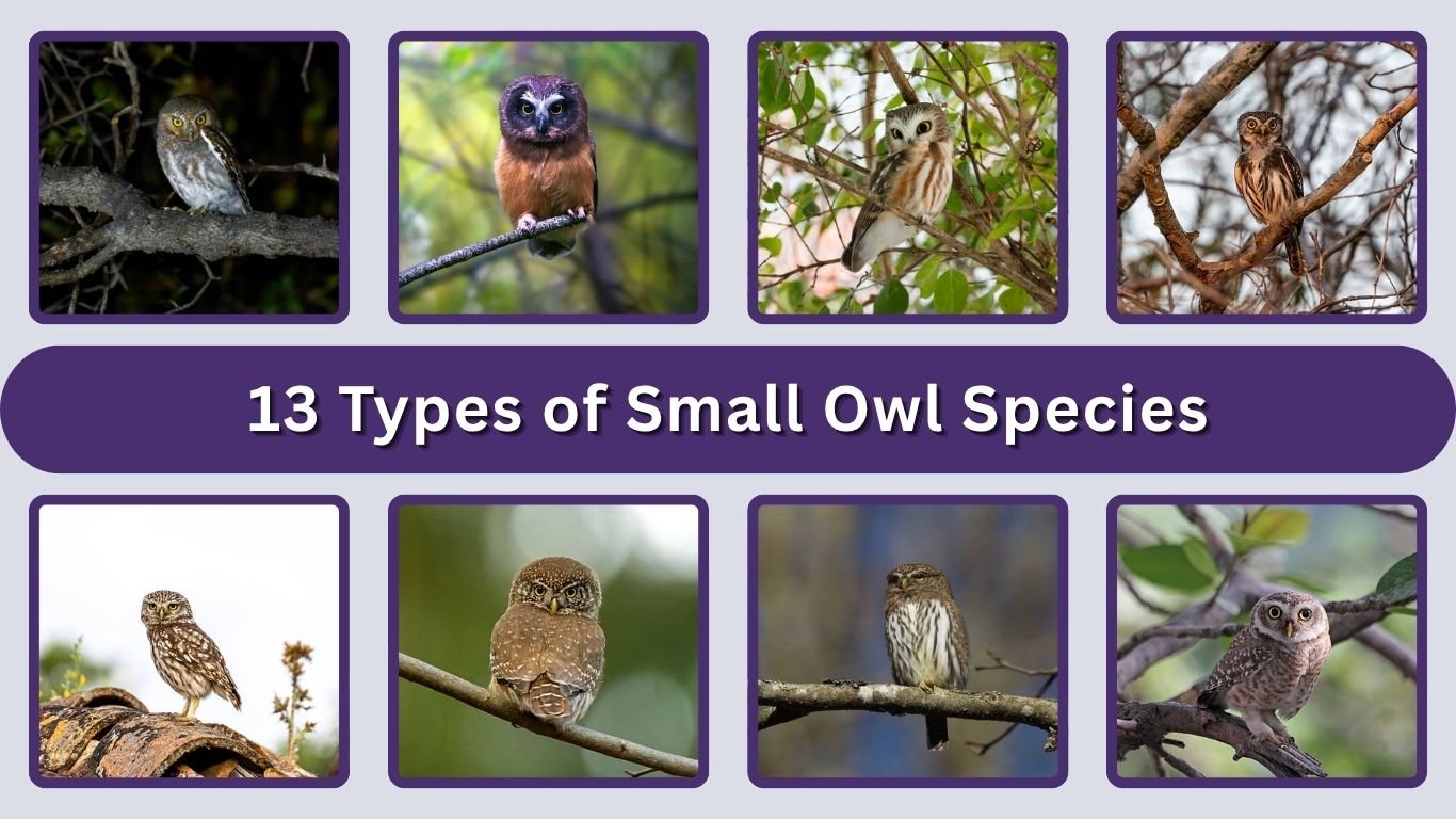 13 Types of Small Owl Species: Identification with Pictures  