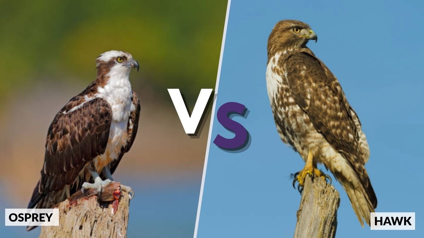 Osprey vs Hawk – Key Differences, Size, Habitat & Identification