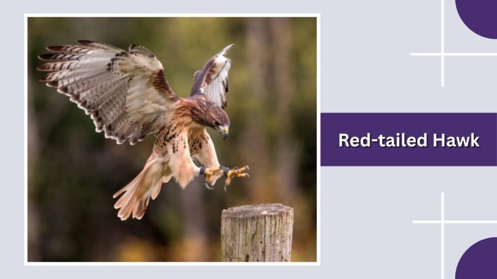 Red-tailed Hawk