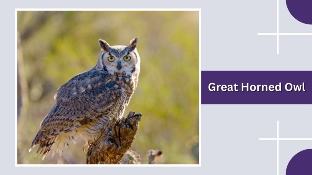 Great Horned Owl