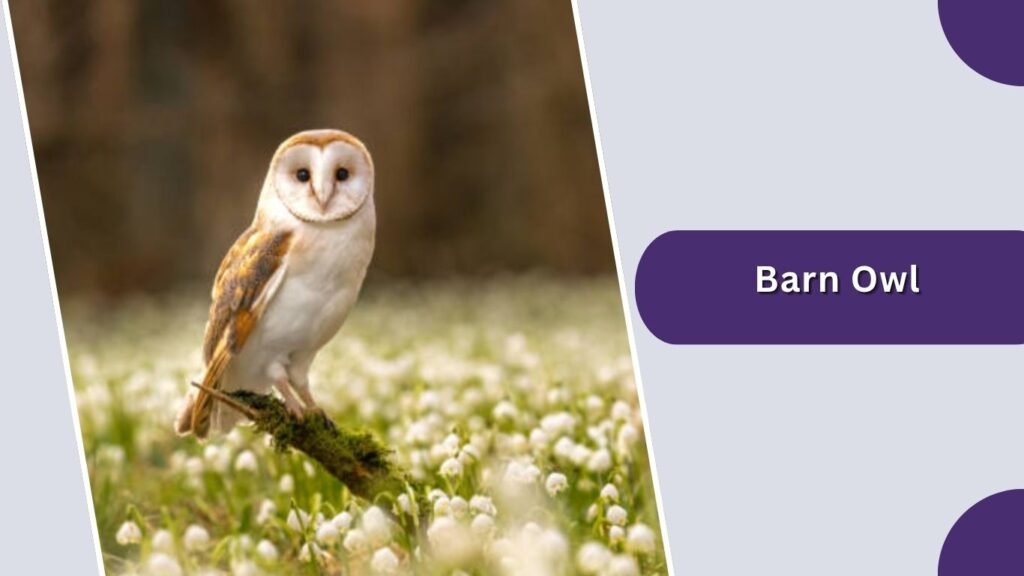 Barn Owl