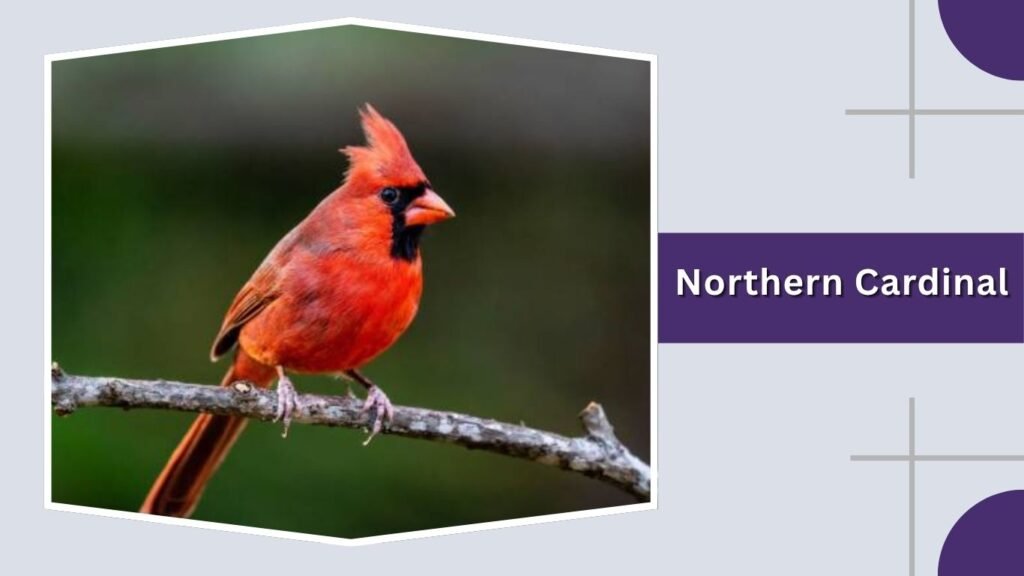  Northern Cardinal