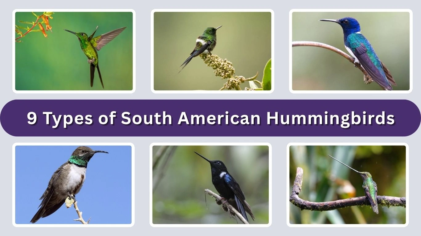 9 Types of South American Hummingbirds: (ID with Picture)