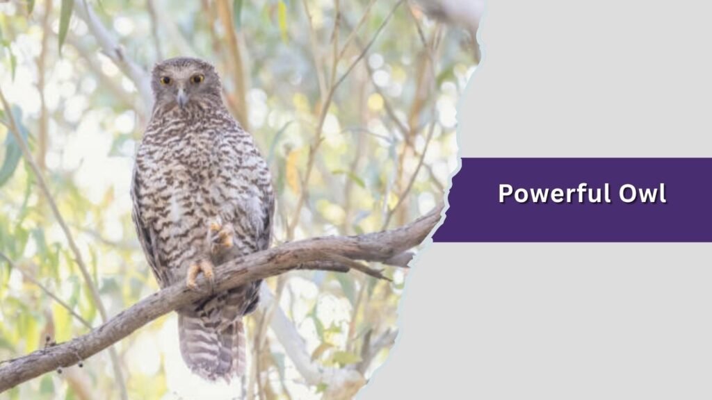 Powerful Owl