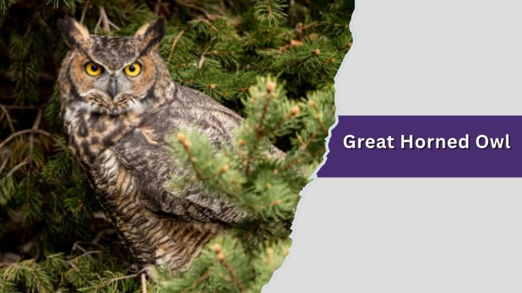 Great Horned Owl