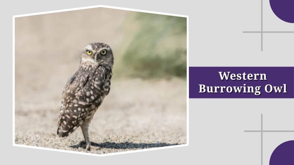 Western Burrowing Owl