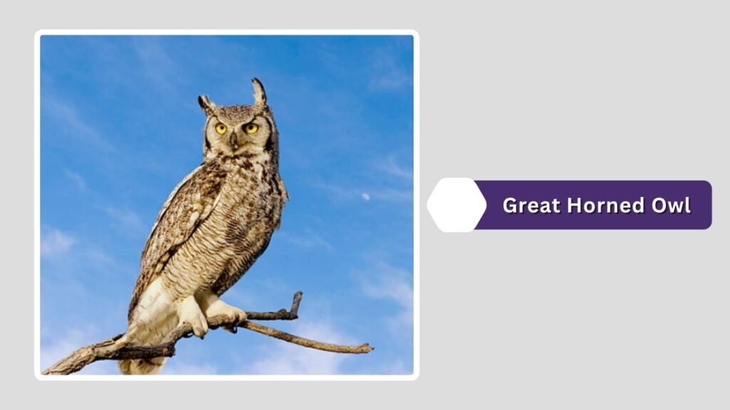 Great Horned Owl