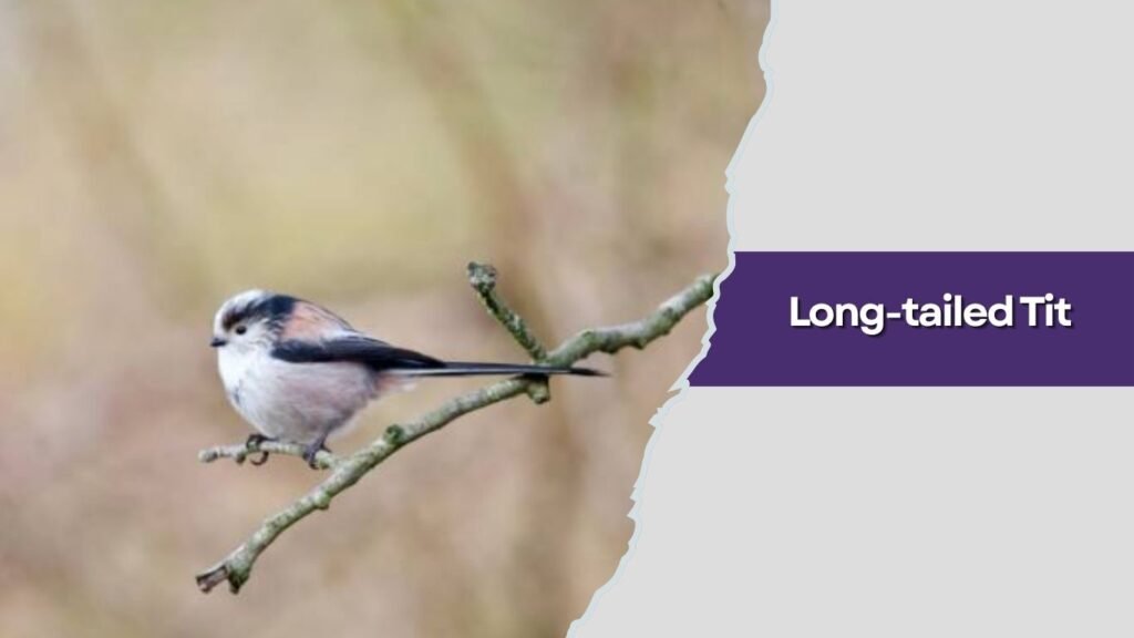 Long-tailed Tit