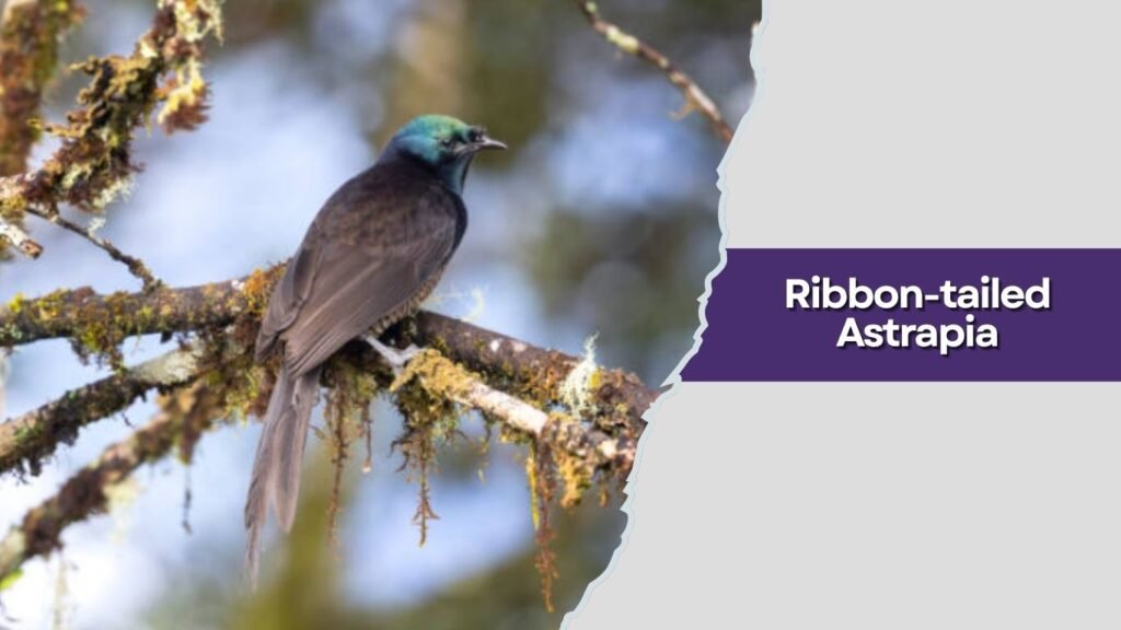 Ribbon-tailed Astrapia