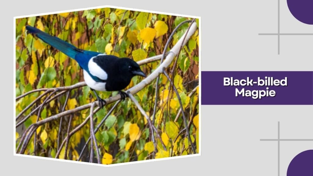 Black-billed Magpie