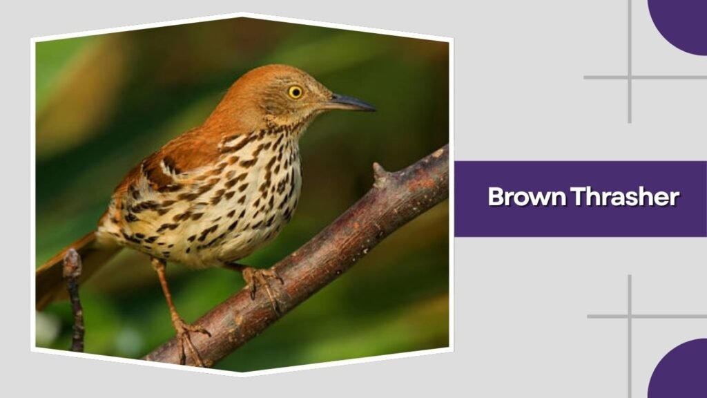  Brown Thrasher