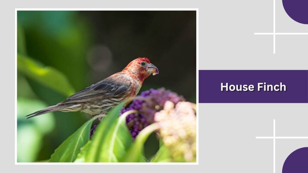 House Finch