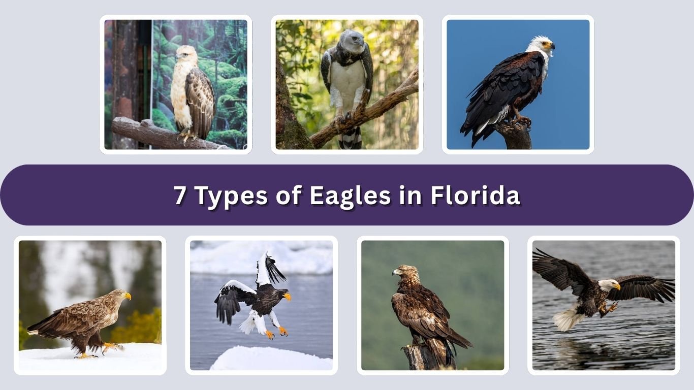 7 Types of Eagles in Florida: Identification with Picture