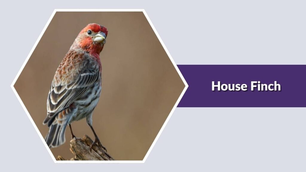 House Finch