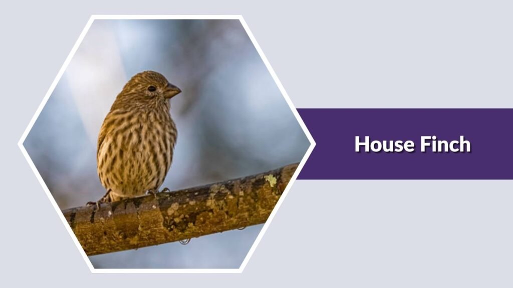  House Finch